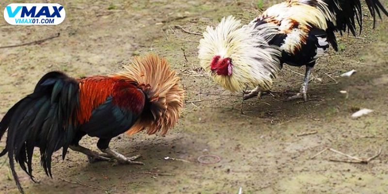 Sân chơi đá gà cựa sắt chuyên nghiệp tại Vmax